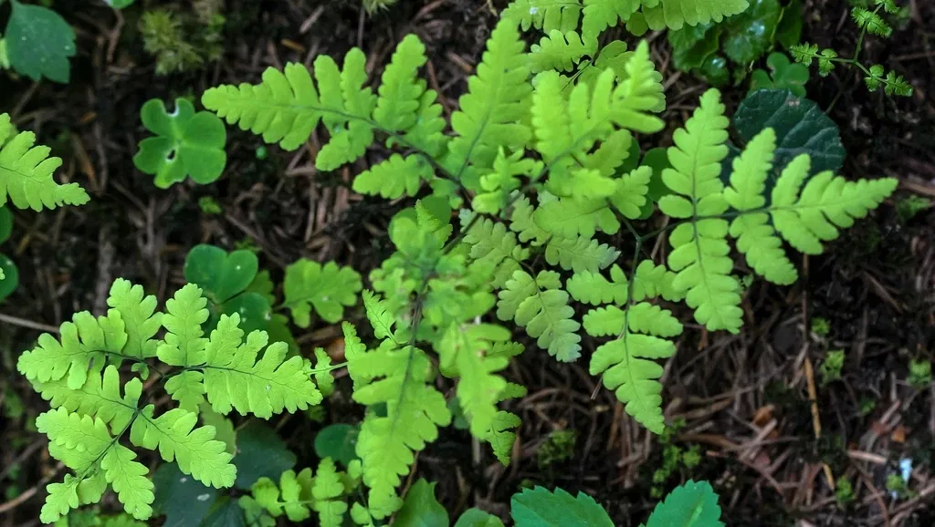 Alpengarten Villacher Alpe