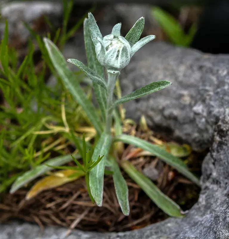 Alpengarten Villacher Alpe