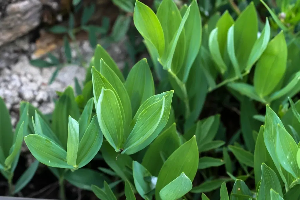 Alpengarten Villacher Alpe