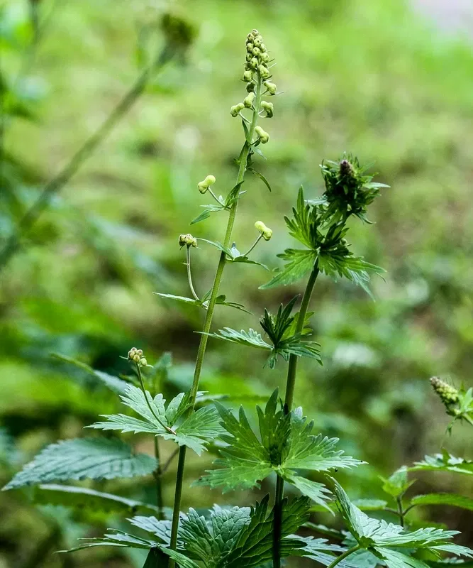 Alpengarten Villacher Alpe