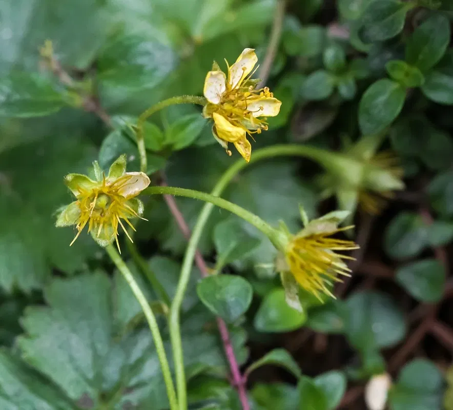 Alpengarten Villacher Alpe