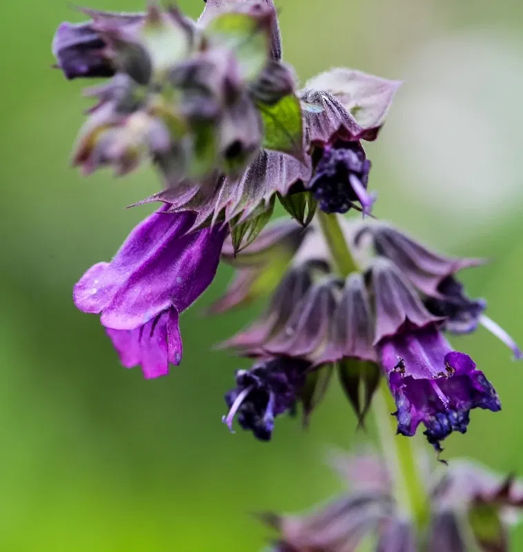 Alpengarten Villacher Alpe