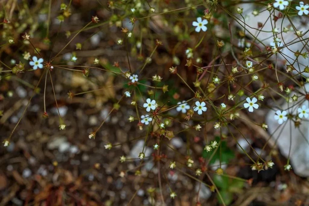 Alpengarten Villacher Alpe