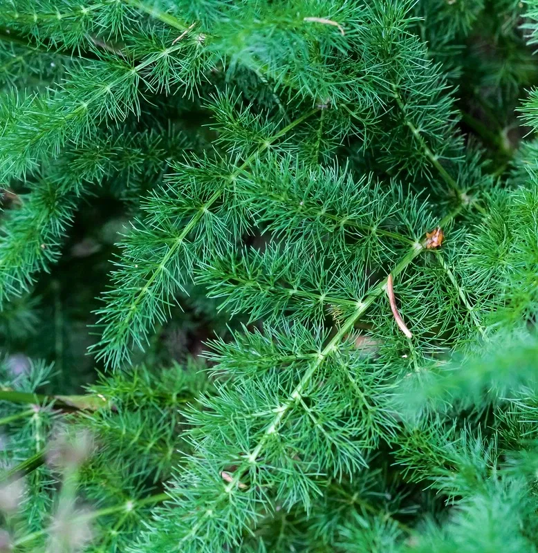 Alpengarten Villacher Alpe