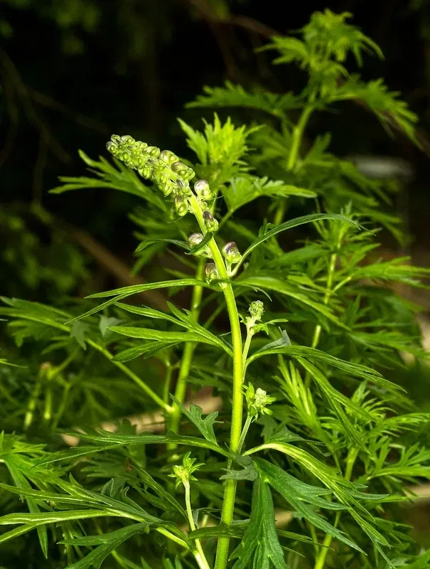 Alpengarten Villacher Alpe