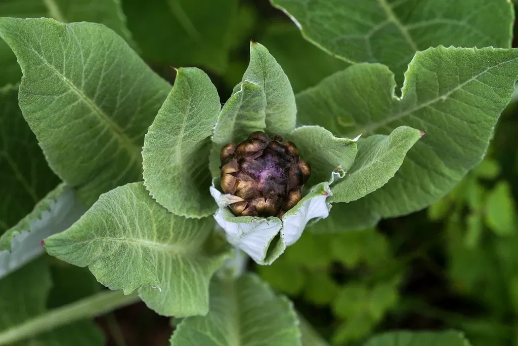 Alpengarten Villacher Alpe