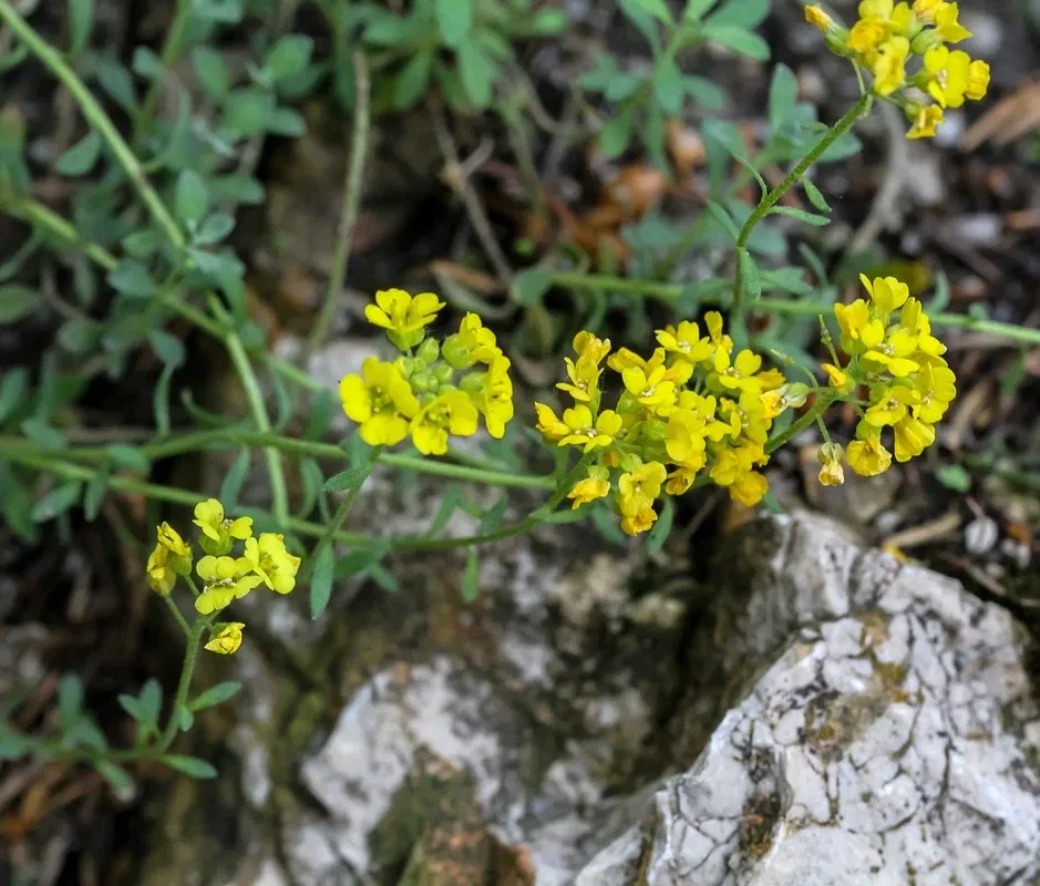 Alpengarten Villacher Alpe