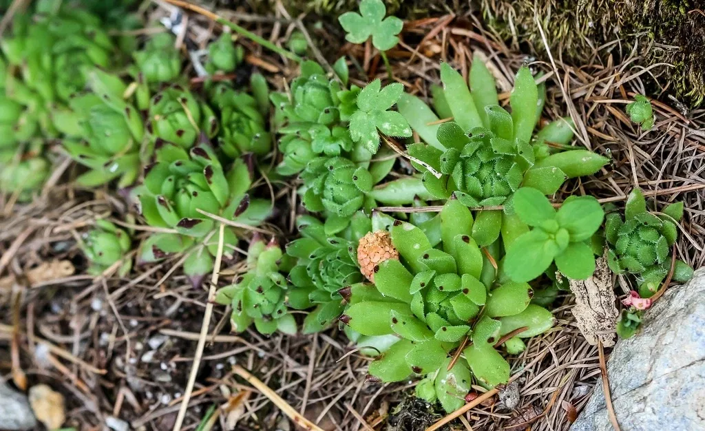 Alpengarten Villacher Alpe