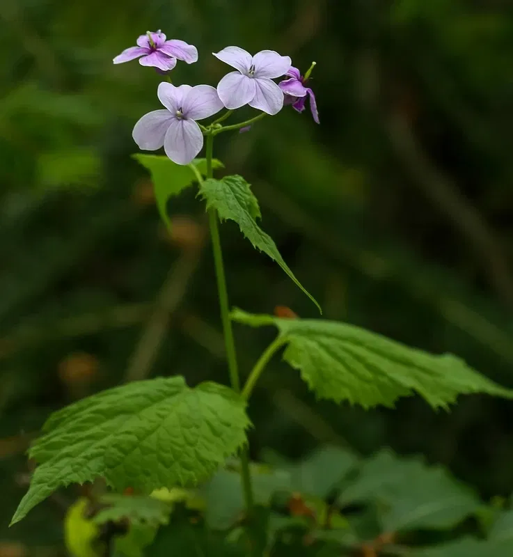Alpengarten Villacher Alpe