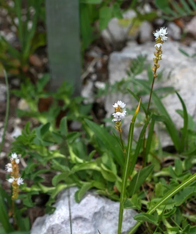 Alpengarten Villacher Alpe