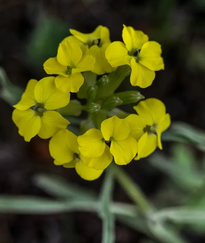 Alpengarten Villacher Alpe