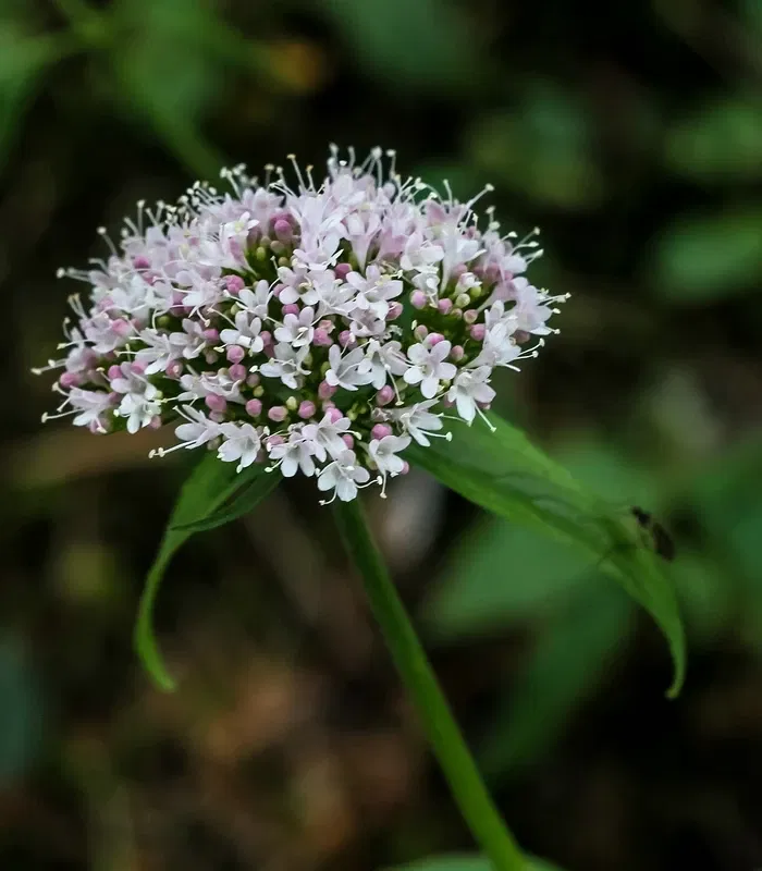 Alpengarten Villacher Alpe