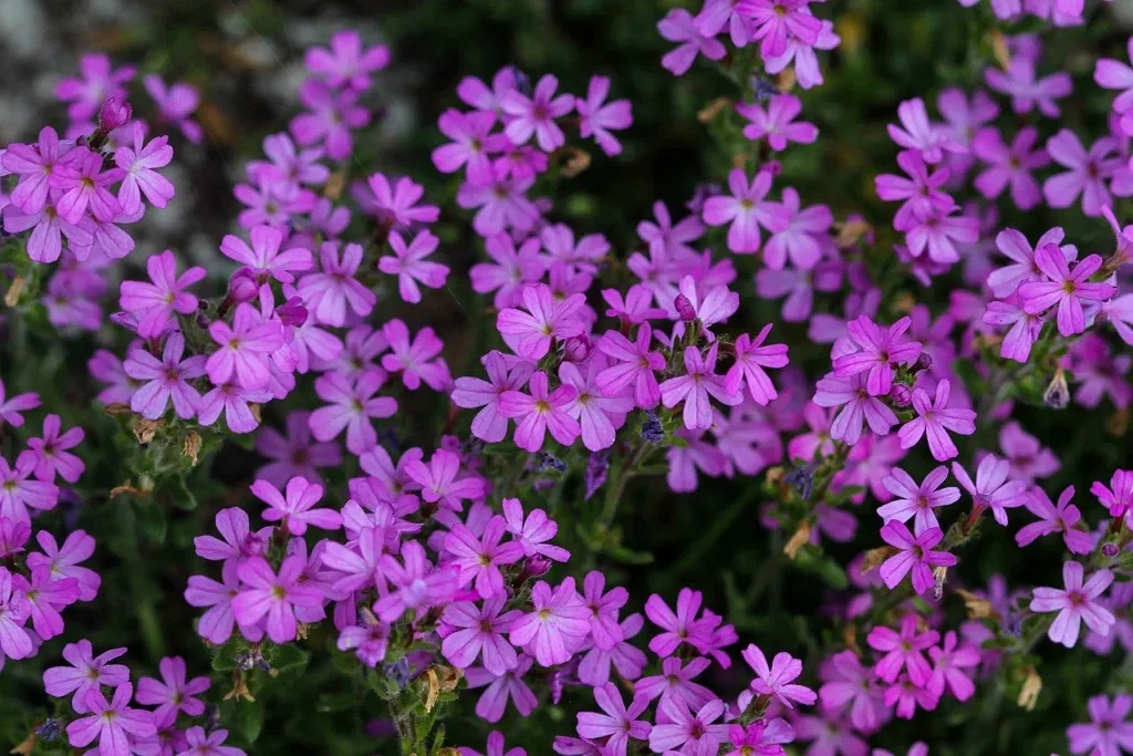 Alpengarten Villacher Alpe