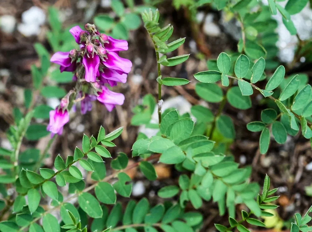 Alpengarten Villacher Alpe