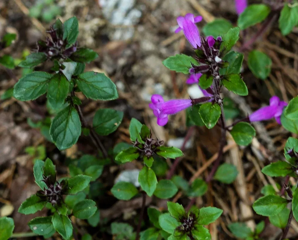 Alpengarten Villacher Alpe