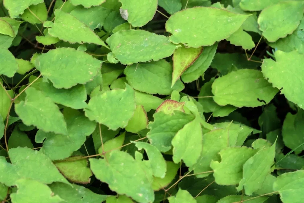 Alpengarten Villacher Alpe