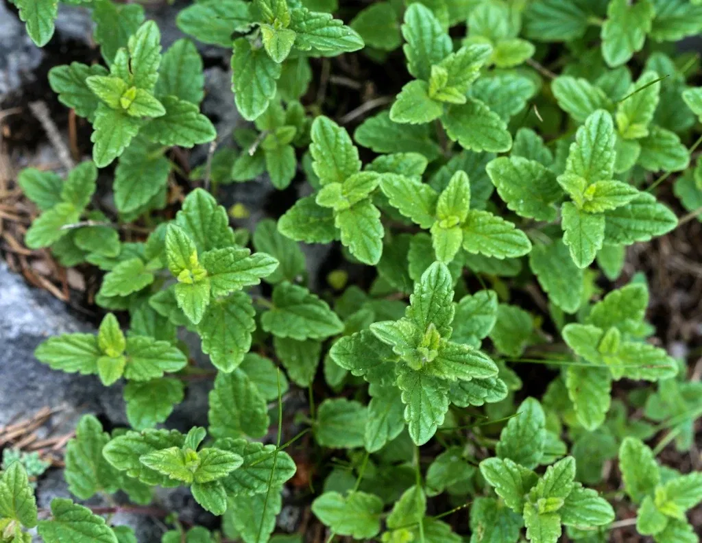 Alpengarten Villacher Alpe