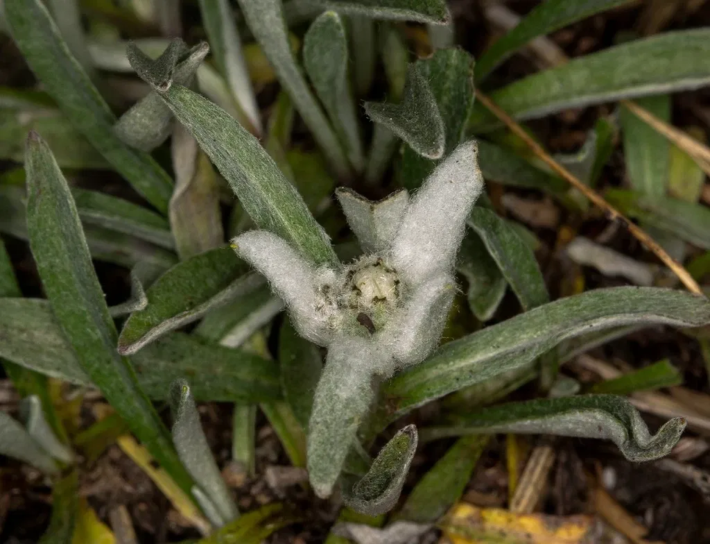 Alpengarten Villacher Alpe