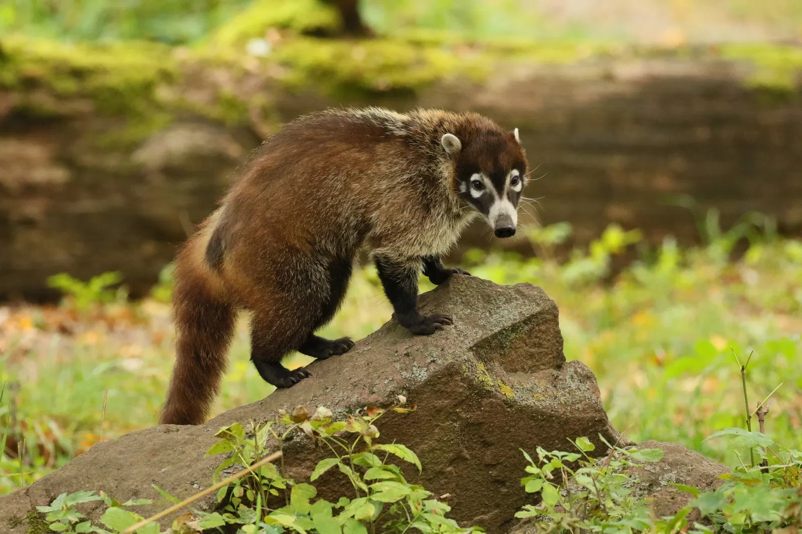 Zoologischer Garten Magdeburg