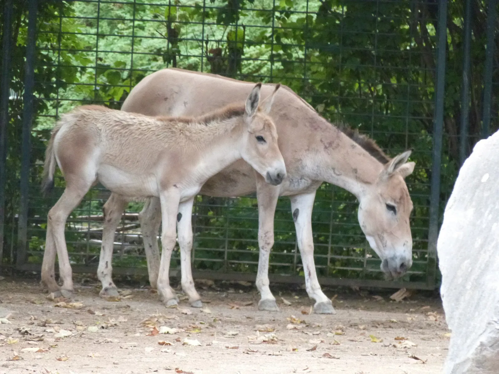Zoologischer Garten Magdeburg