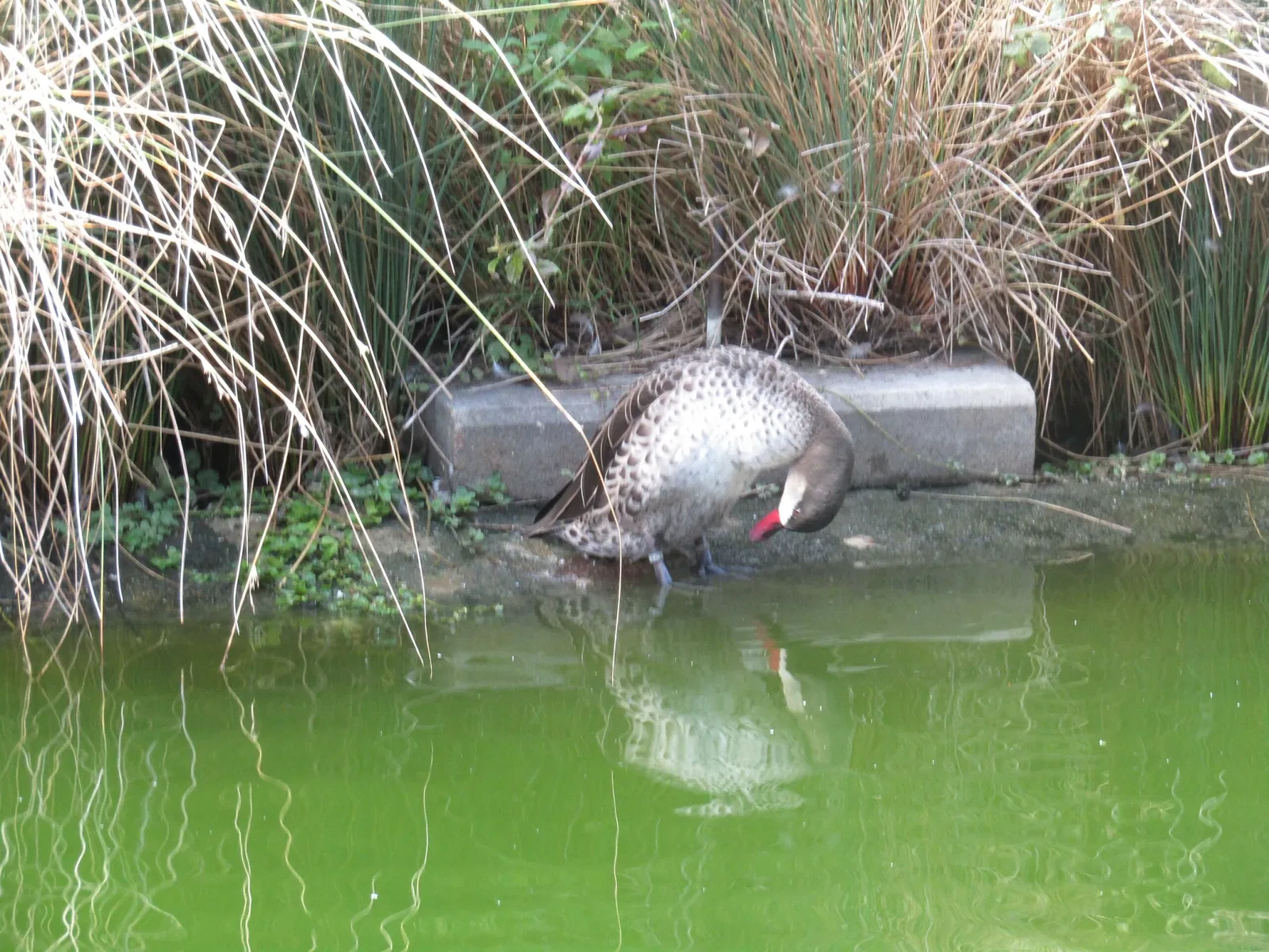 Zoologischer Garten Magdeburg