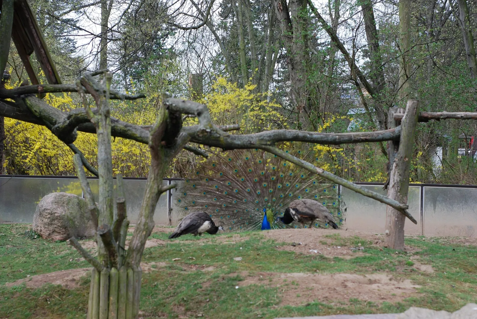 Zoologischer Garten Magdeburg