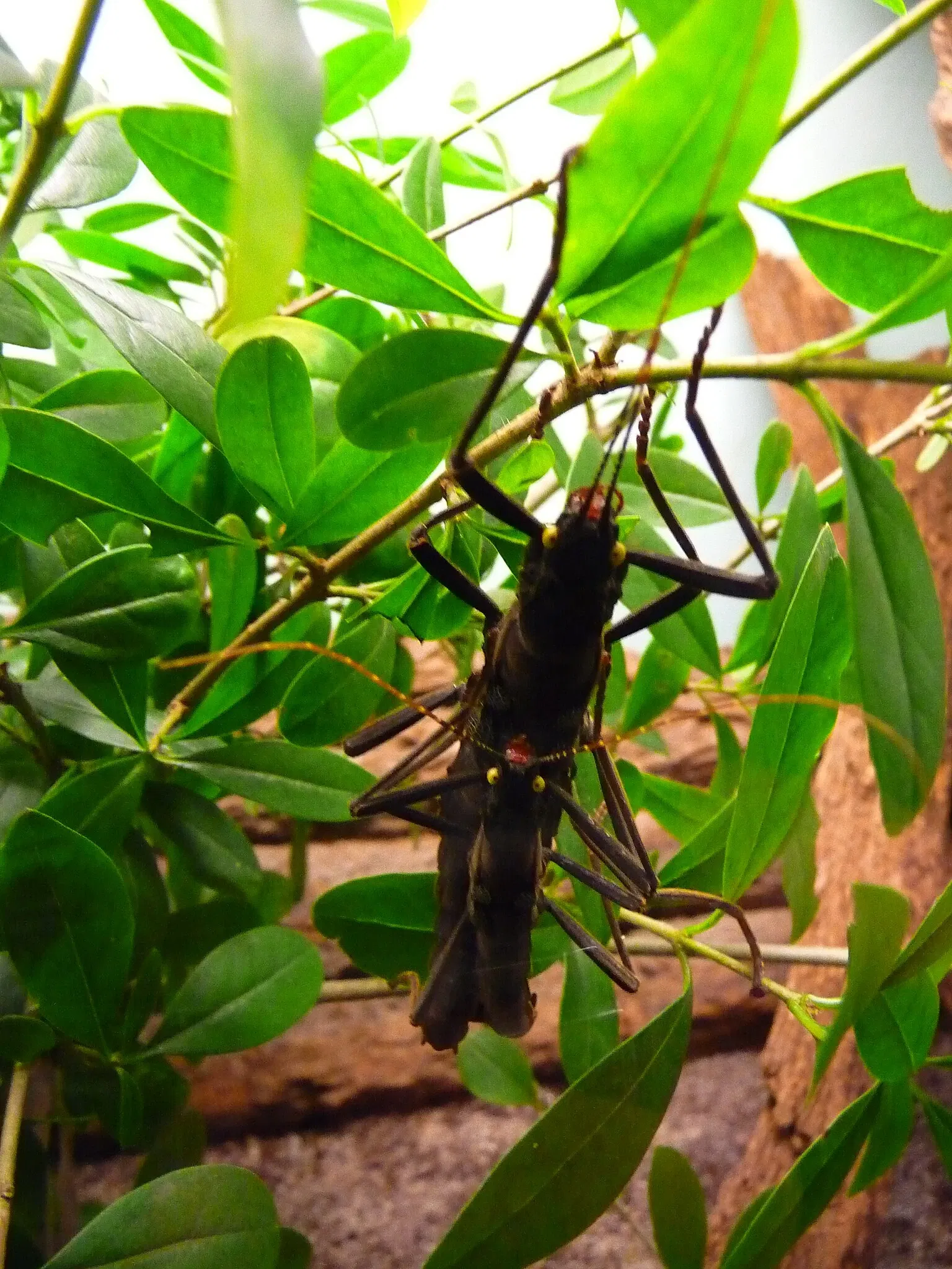Zoo Vivarium