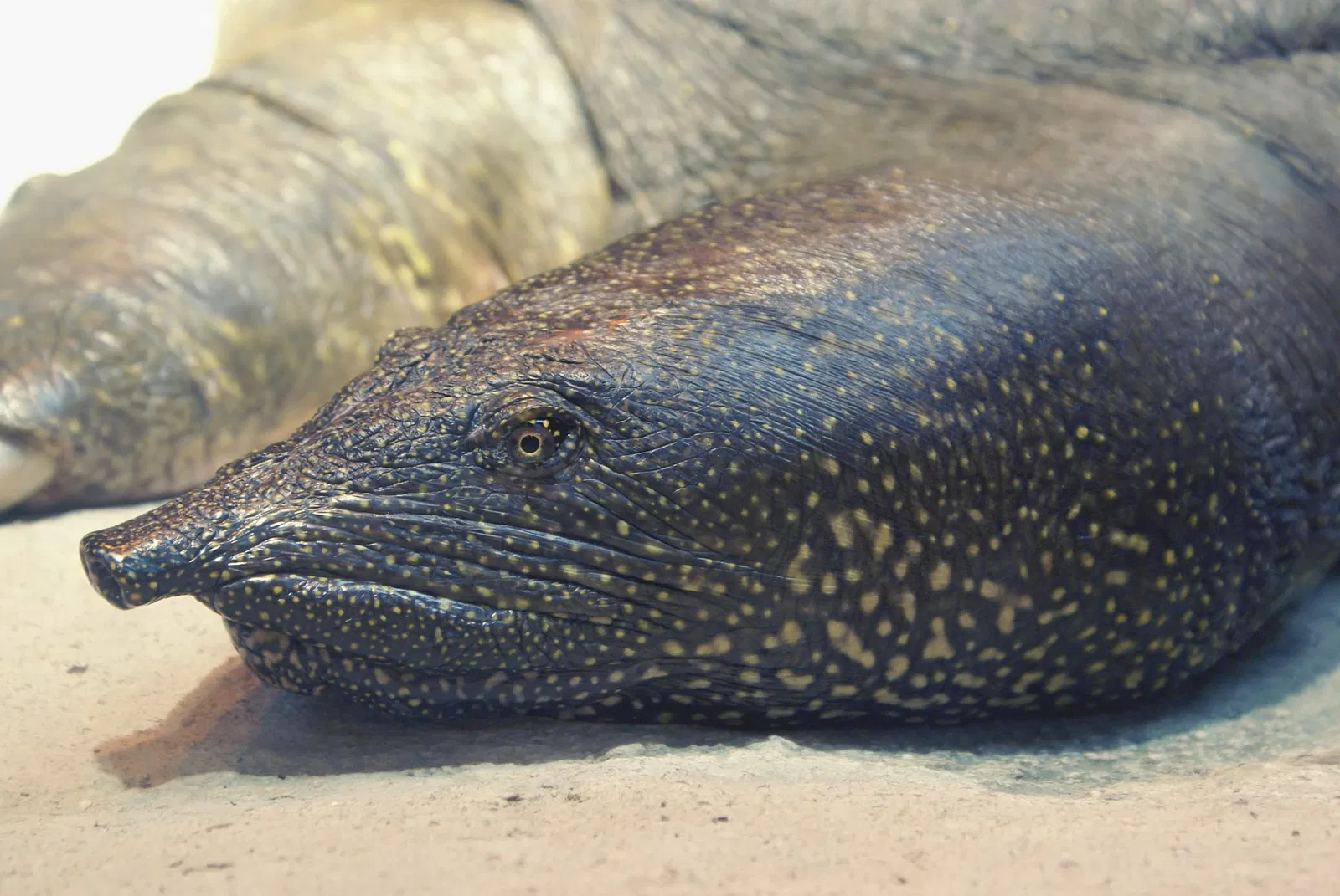 Zoologische Garten Rostock