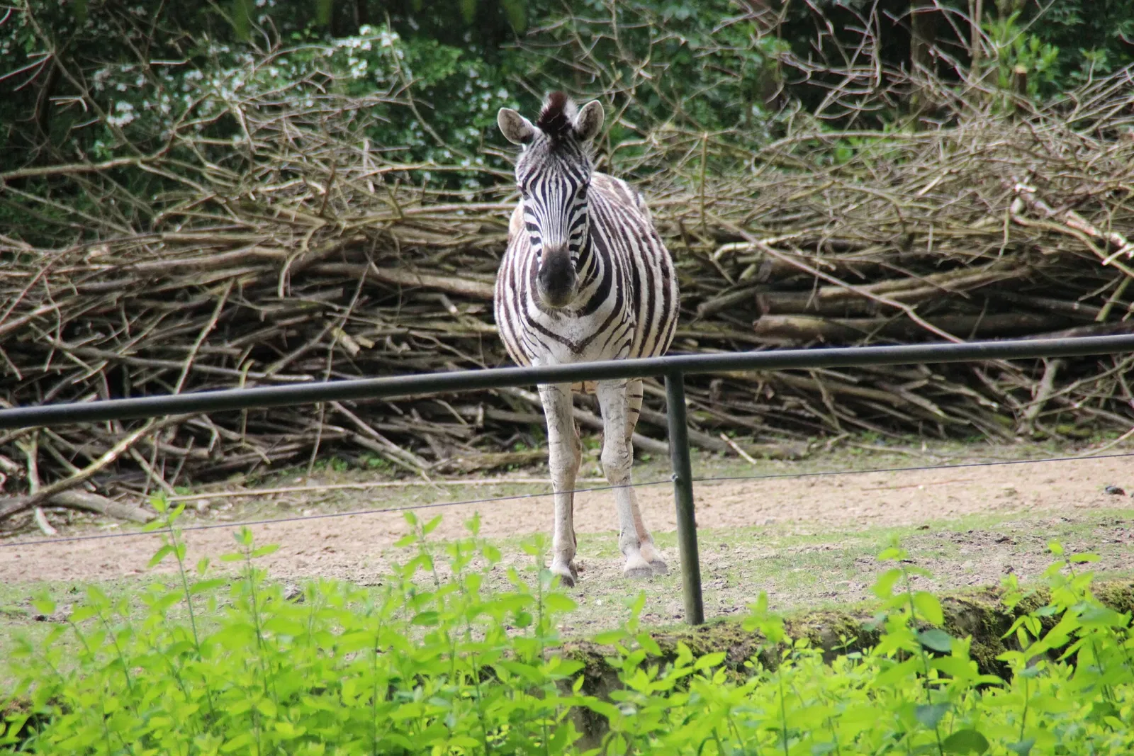 Rostock Zoo