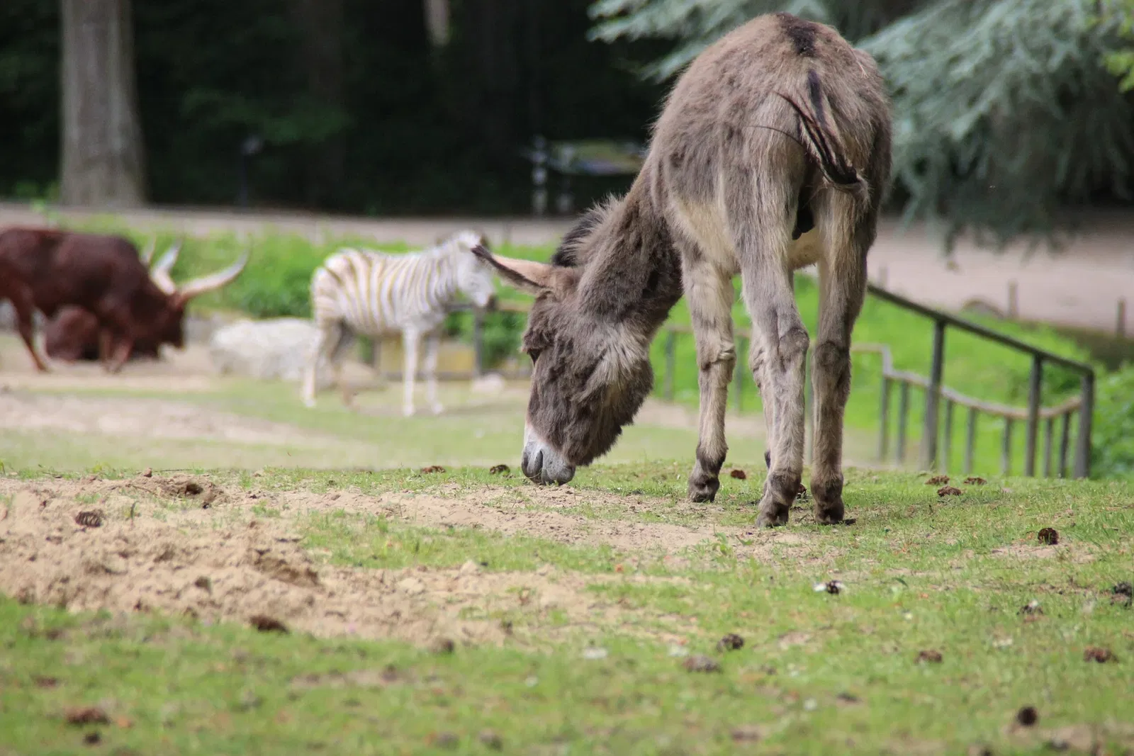 Zoologische Garten Rostock