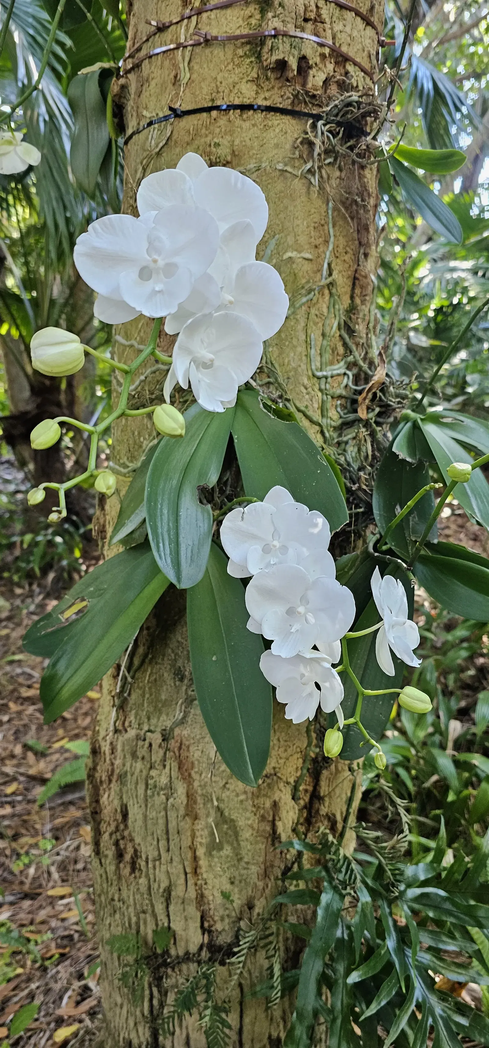 McKee Botanical Garden • RobinHood