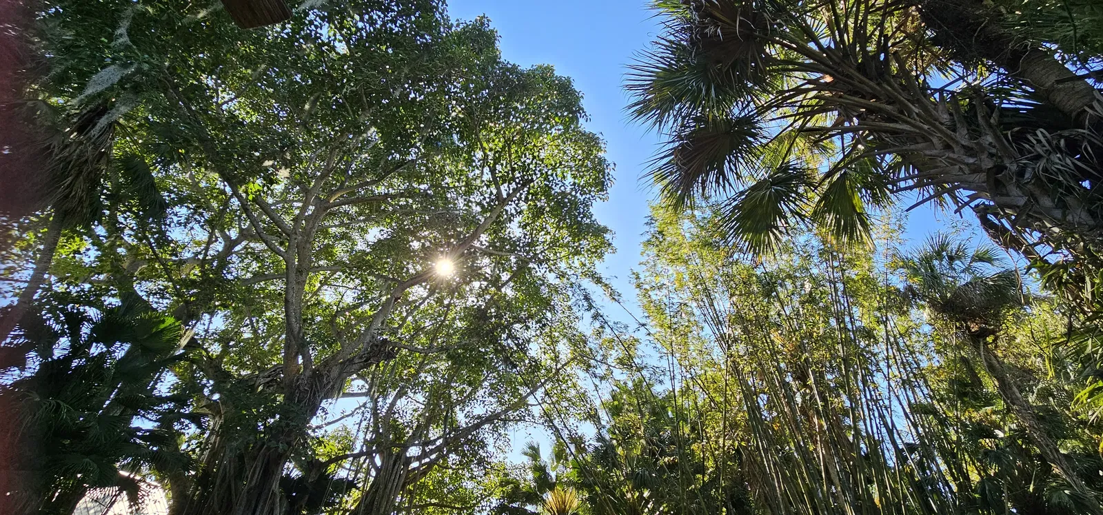 McKee Botanical Garden • RobinHood