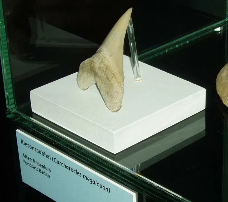 Lower Austria Museum