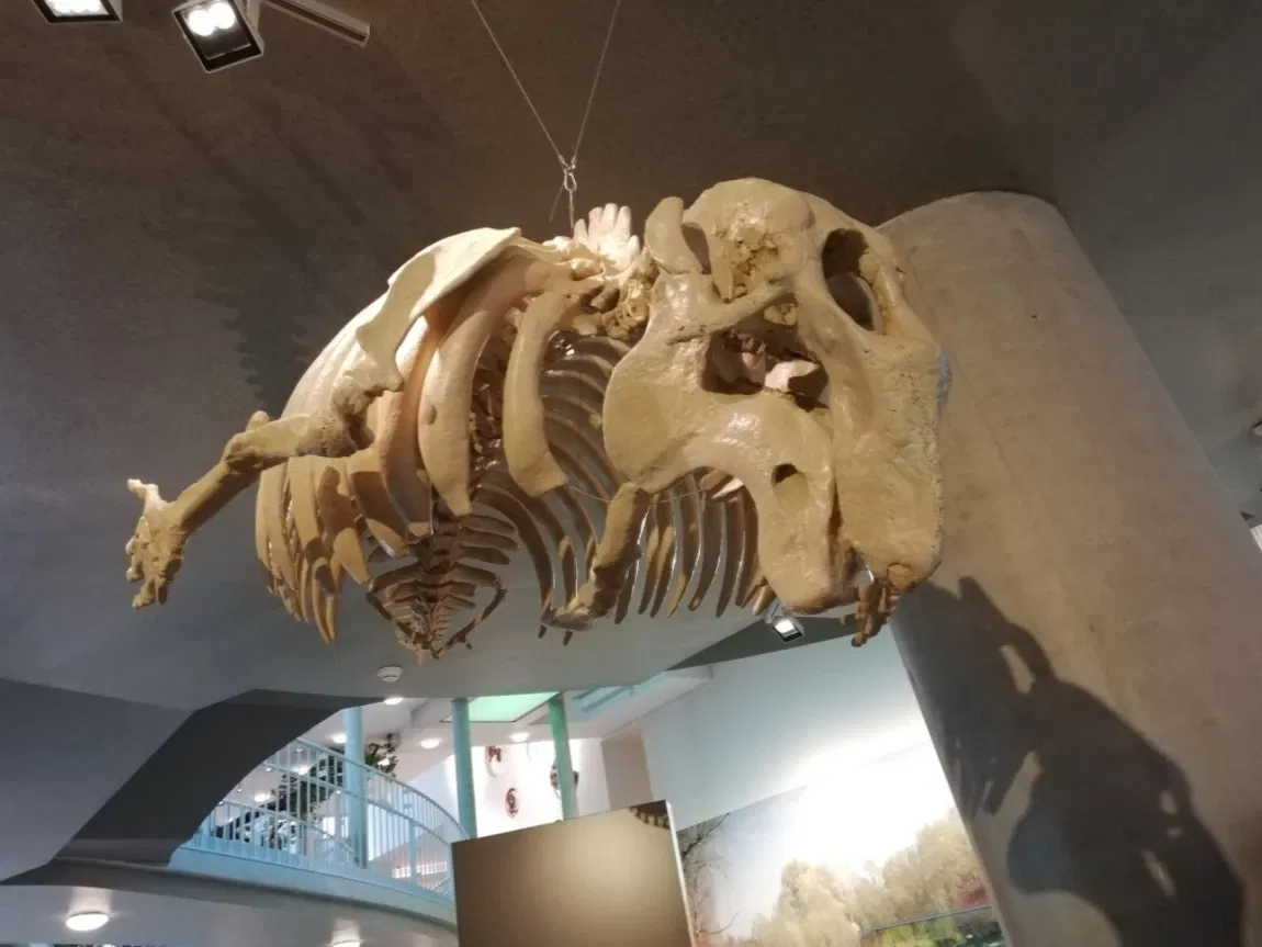 Museum Niederösterreich