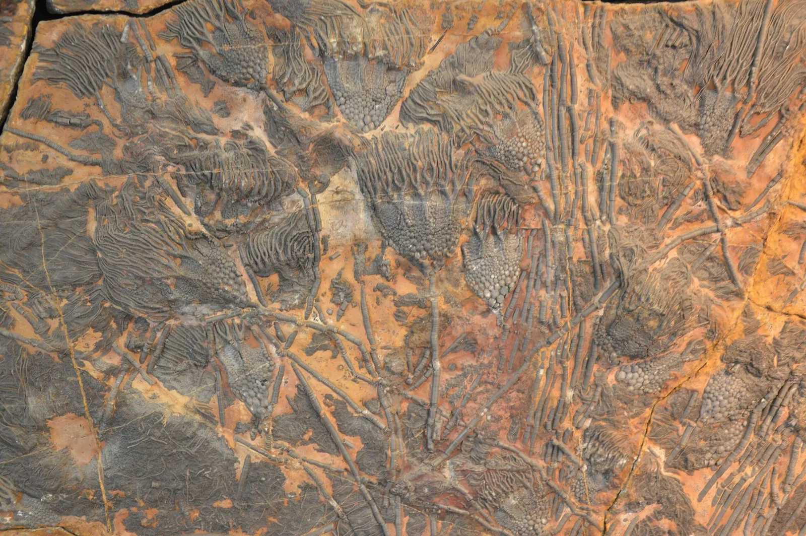 Geowissenschaftliches Museum der Universität Göttingen