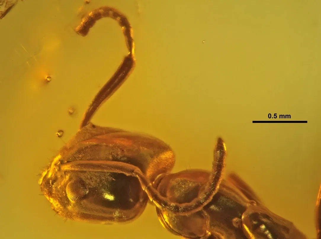 Geowissenschaftliches Museum der Universität Göttingen