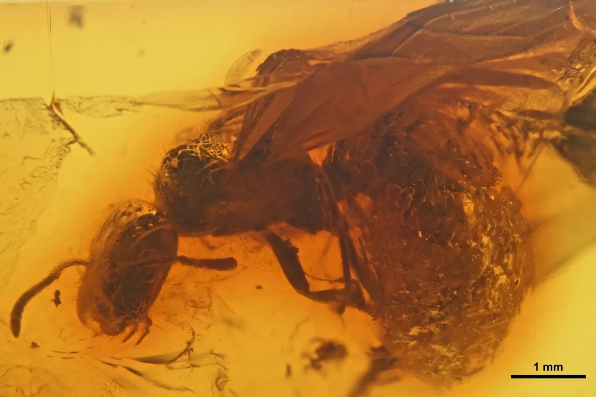 Geowissenschaftliches Museum der Universität Göttingen