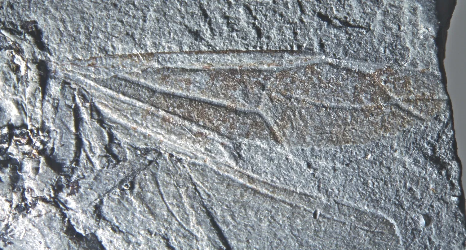 Geowissenschaftliches Museum der Universität Göttingen