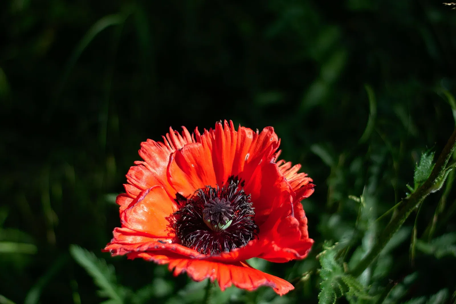 Zoologischer Garten der Landeshauptstadt Saarbrücken