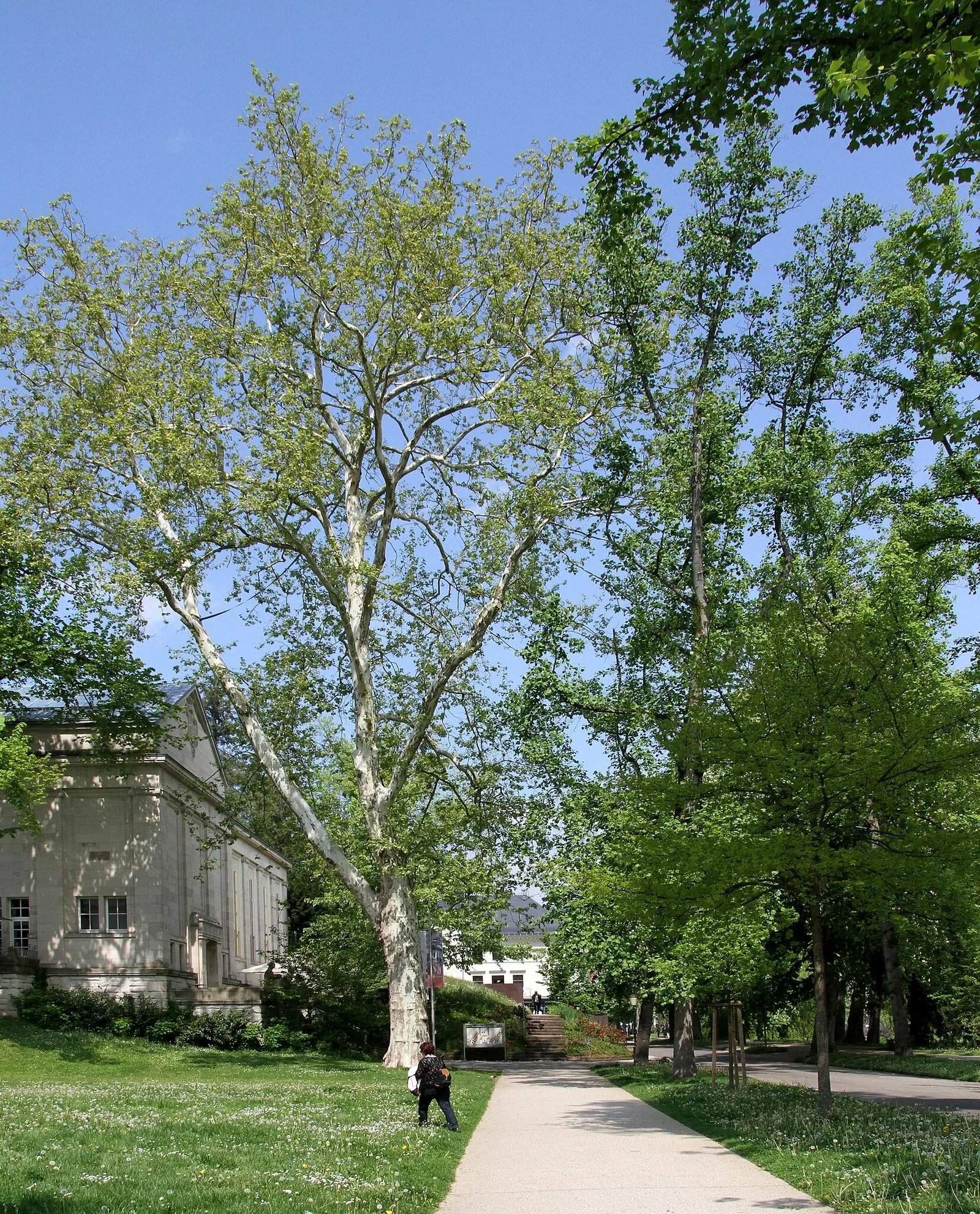 Staatliche Kunsthalle