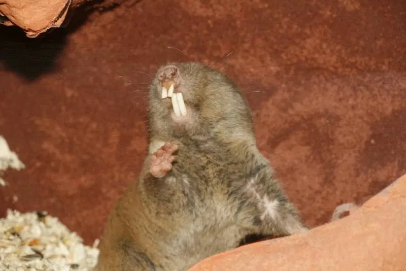 Museum am Schölerberg