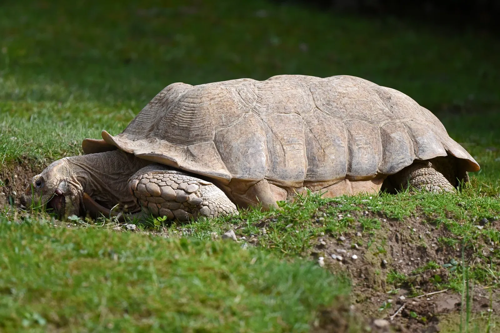 Tropiquarium de Servion