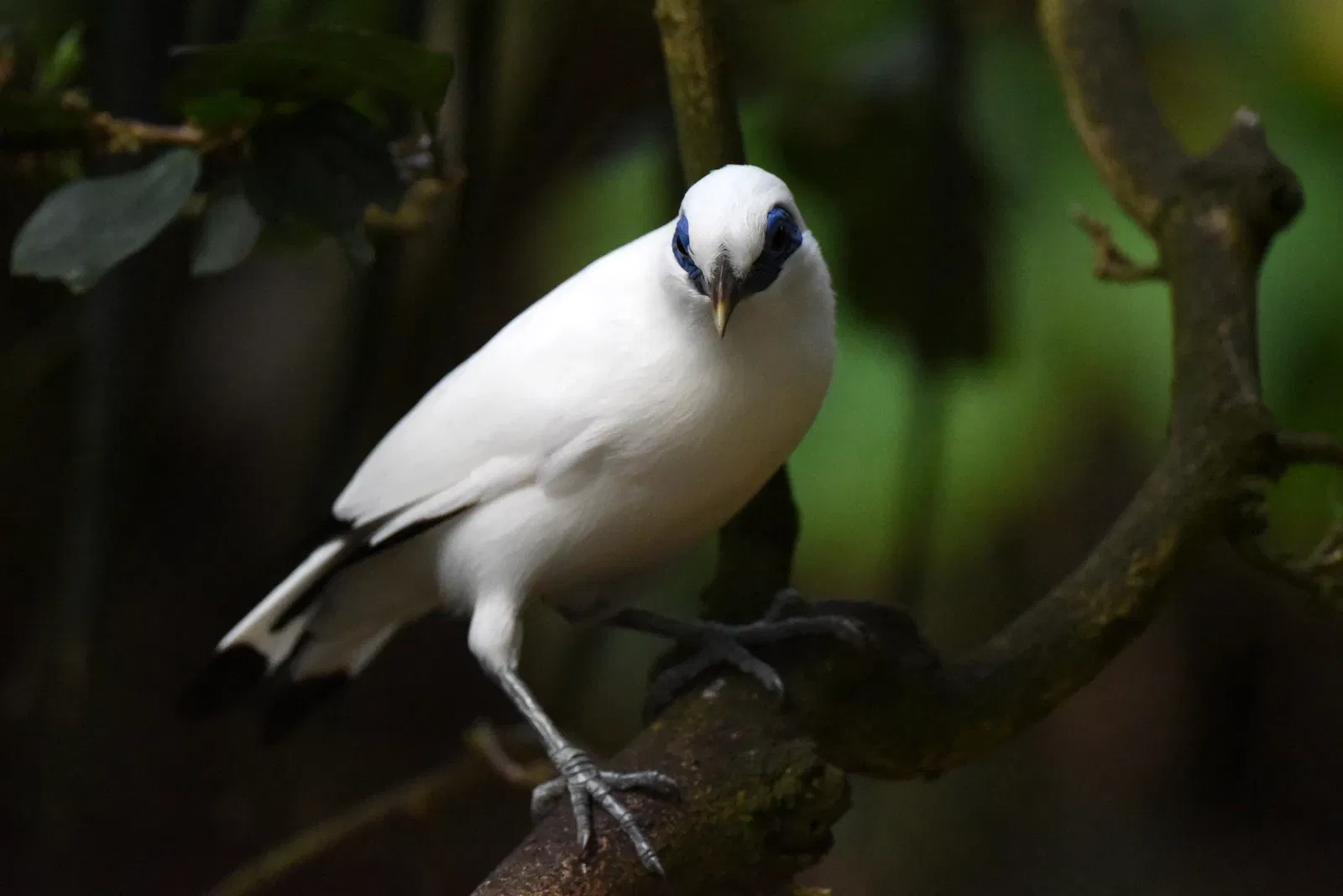 Tropiquarium de Servion