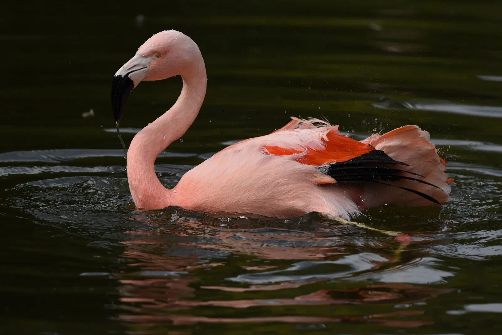 Tropiquarium de Servion