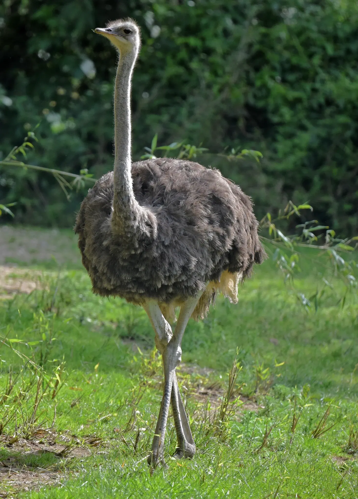 Tropiquarium de Servion