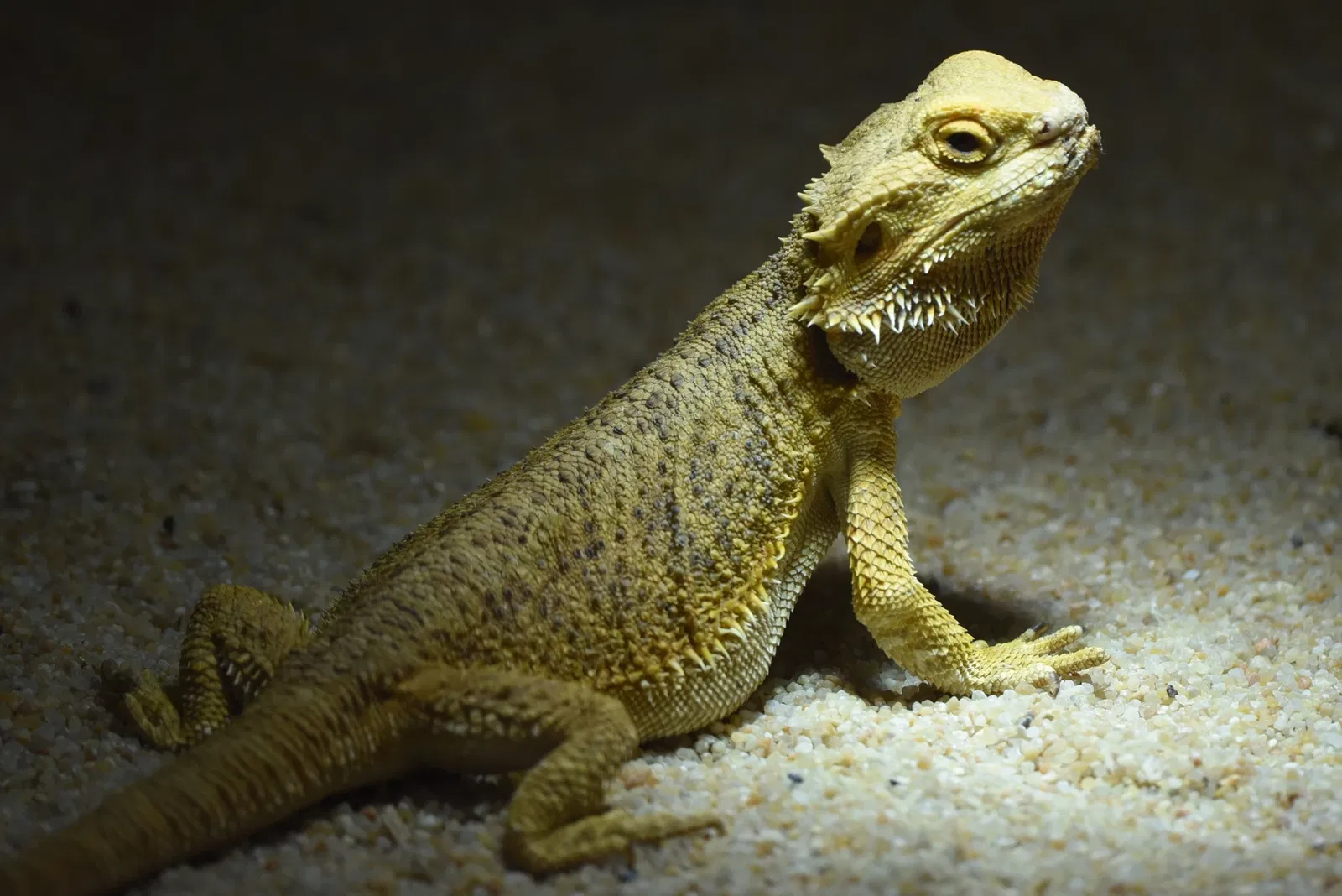 Tropiquarium de Servion