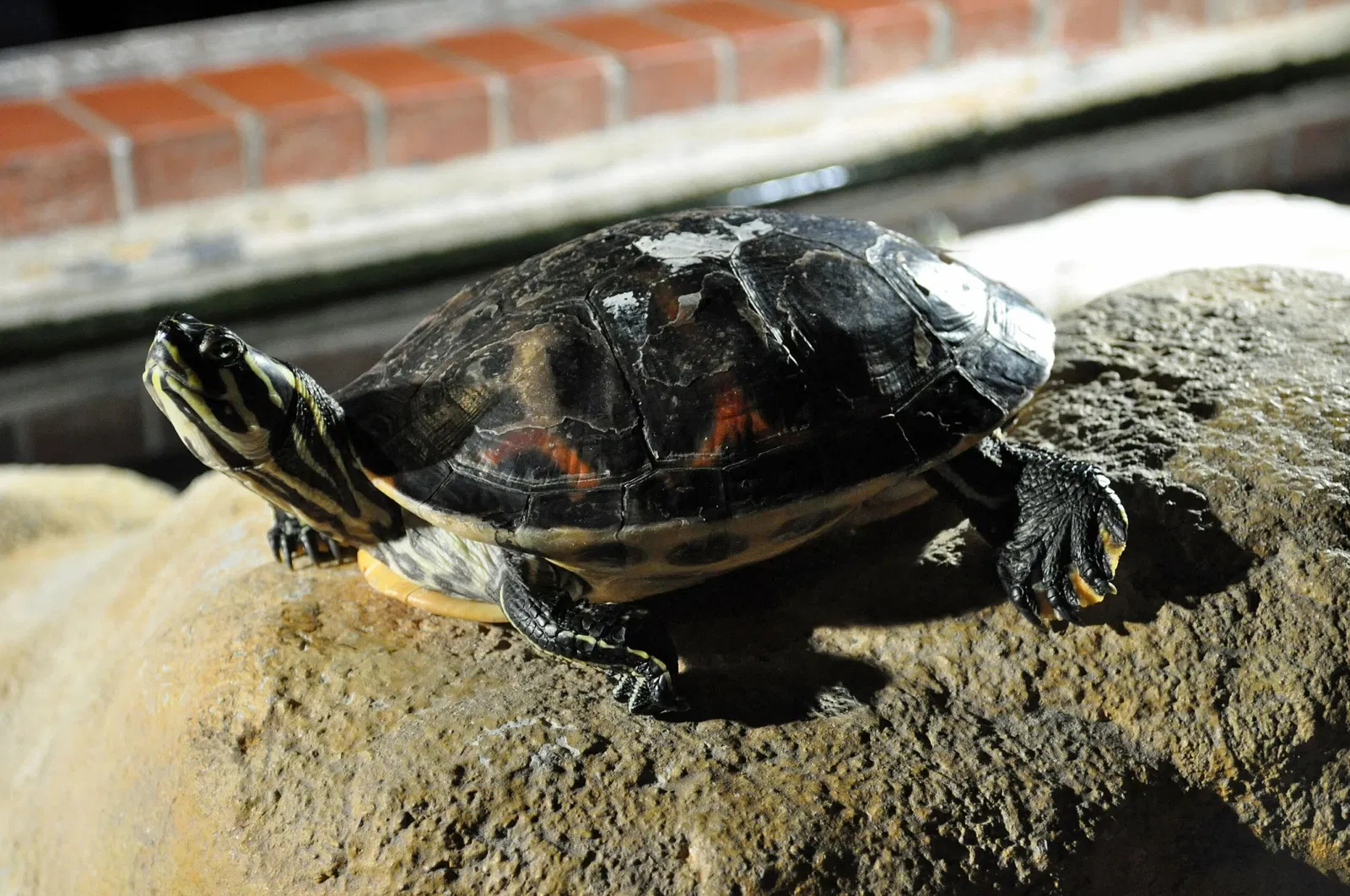 German Oceanographic Museum