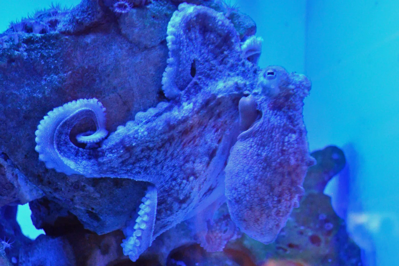 German Oceanographic Museum