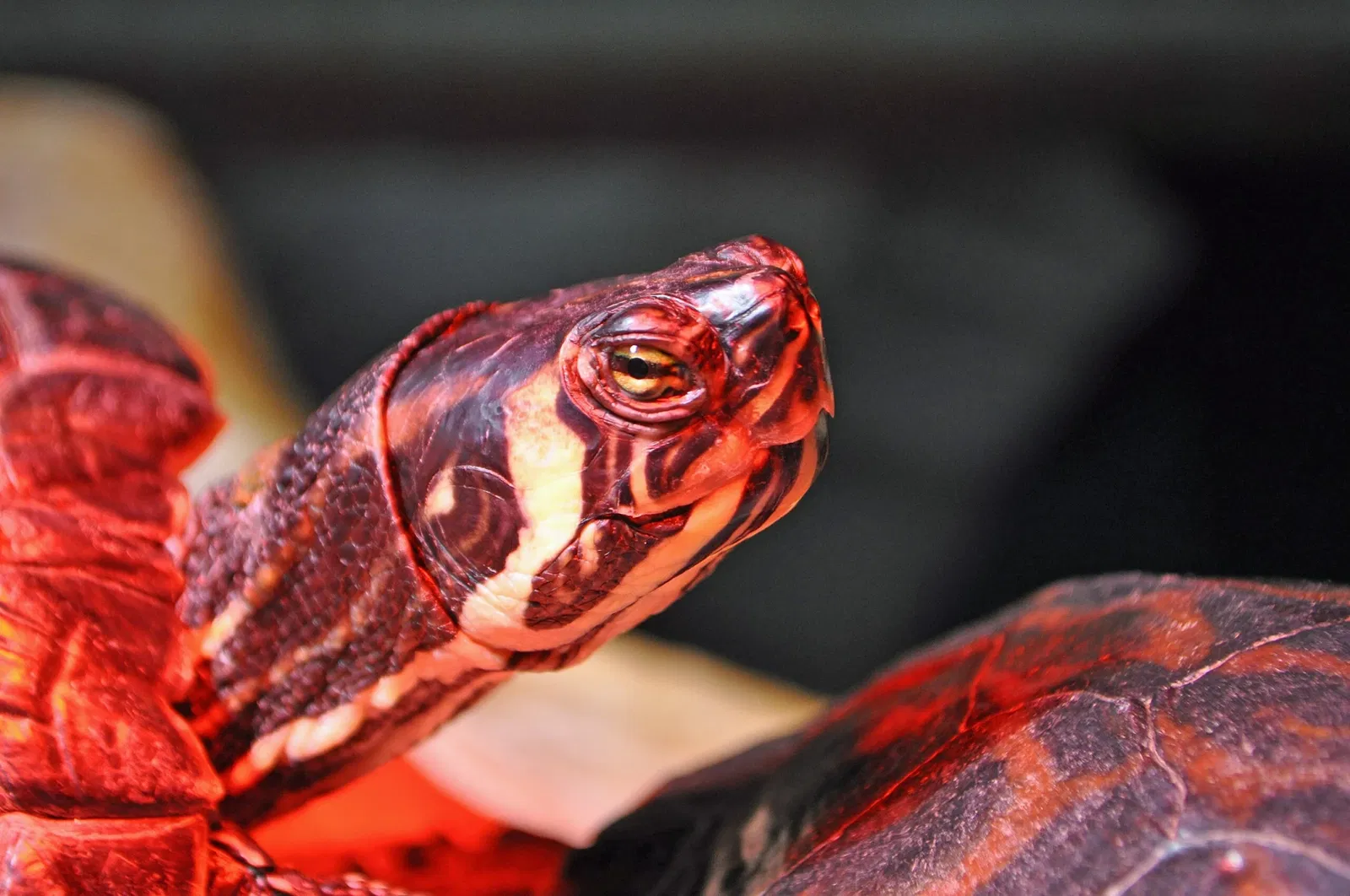 Deutsches Meeresmuseum