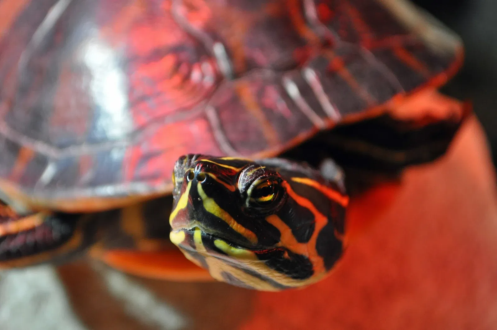 German Oceanographic Museum